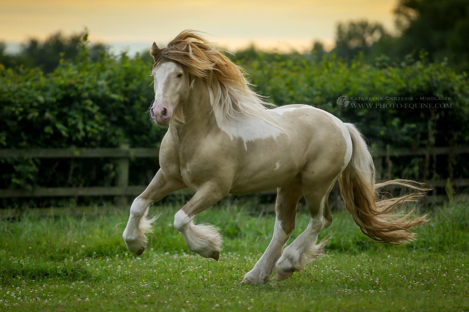 Banoffee - Pearl and White Gypsy Vanner Stallion